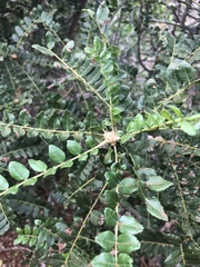 Zanthoxylum humile