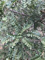 Zanthoxylum humile