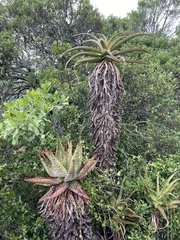 Aloe rupestris, photograph (c) Sunčana Bradley, some rights reserved (CC BY)
