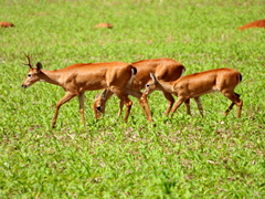 Pampas Deer photo 3