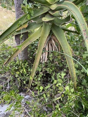Aloe rupestris, photograph (c) Sunčana Bradley, some rights reserved (CC BY)