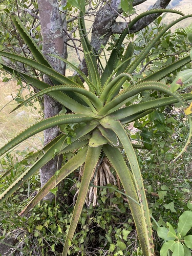 Aloe rupestris, photograph 2