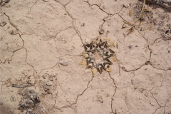 Ariocarpus kotschoubeyanus