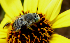 Anthophora curta