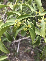 Pristimera longipetiolata