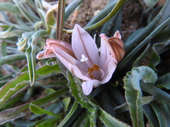 Single-stemmed asphodel (Asphodelus acaulis)