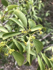 Pristimera longipetiolata