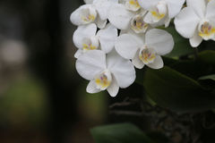 Phalaenopsis aphrodite