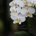 Phalaenopsis amabilis - Photo 由 Hong 所上傳的 (c) Hong，保留部份權利CC BY-NC