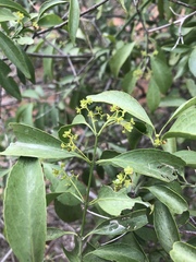 Pristimera longipetiolata