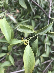 Pristimera longipetiolata