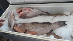 Epinephelus morio