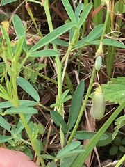 Crotalaria sphaerocarpa