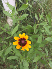 Rudbeckia hirta pulcherrima