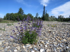 Nepeta sibirica