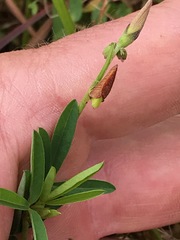 Crotalaria sphaerocarpa