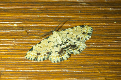 Sandava scitisignata