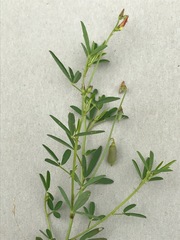 Crotalaria sphaerocarpa