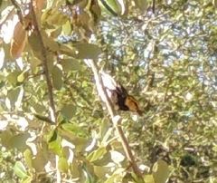 Setophaga chrysoparia