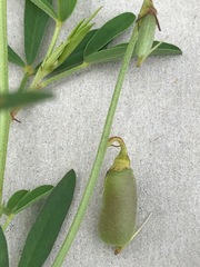 Crotalaria sphaerocarpa