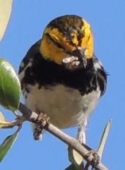 Setophaga chrysoparia