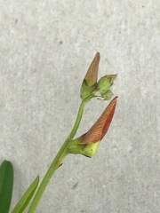 Crotalaria sphaerocarpa