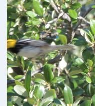 Setophaga chrysoparia