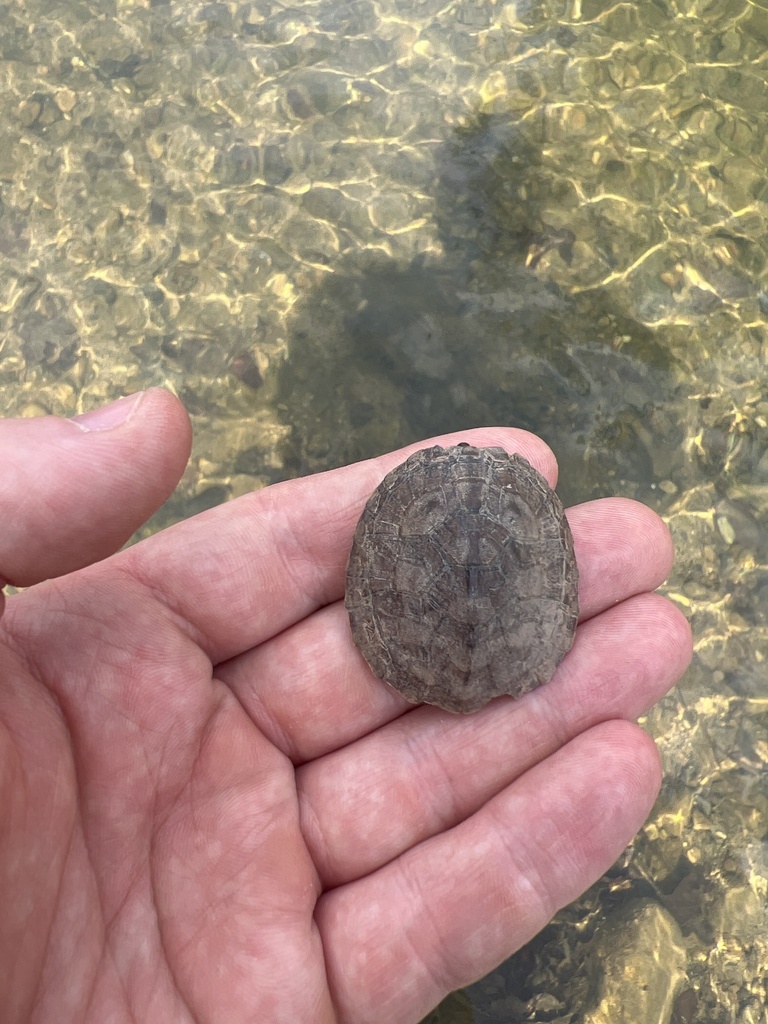 Stripe-necked Musk Turtle in March 2024 by Seamus O'Brien · iNaturalist