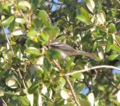 Setophaga chrysoparia