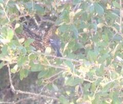 Setophaga chrysoparia