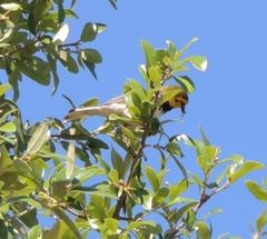 Setophaga chrysoparia