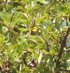 Setophaga chrysoparia