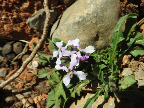 Image of Matthiola lunata by (c) Abdenour Kheloufi, some rights reserved (CC BY)