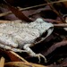 Collinses' Mountain Chorus Frog - Photo (c) bsmrekar, some rights reserved (CC BY-NC)