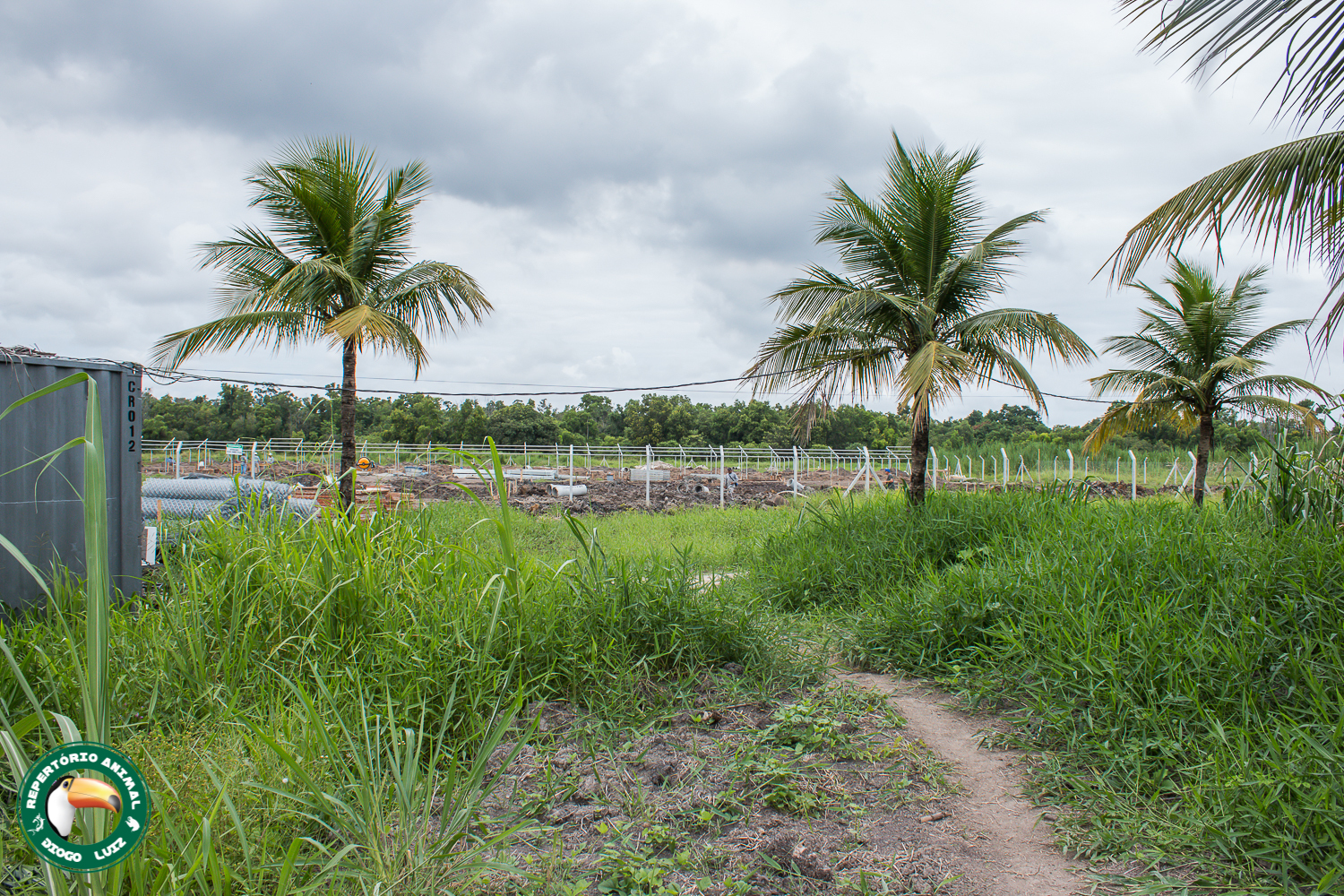 Cocos nucifera