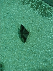 Bastilla amygdalis