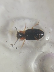 Stenolophus teutonus