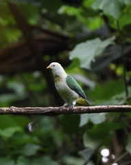 Grey-Green Fruit Dove photo 3