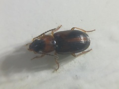 Stenolophus teutonus