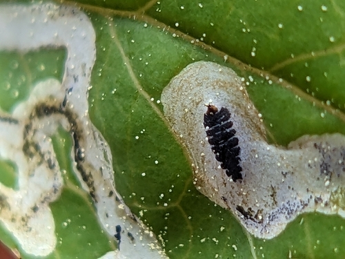 Phytomyza ditmani