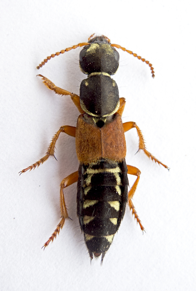 Staph beetle