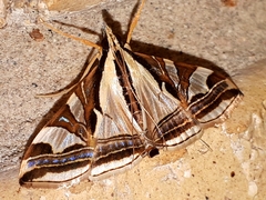Agrioglypta excelsalis