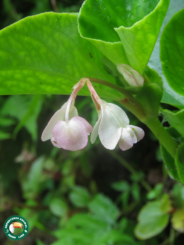 Wax begonia