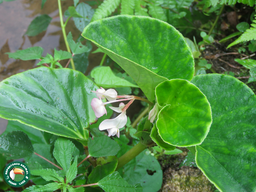 Begonia cucullata