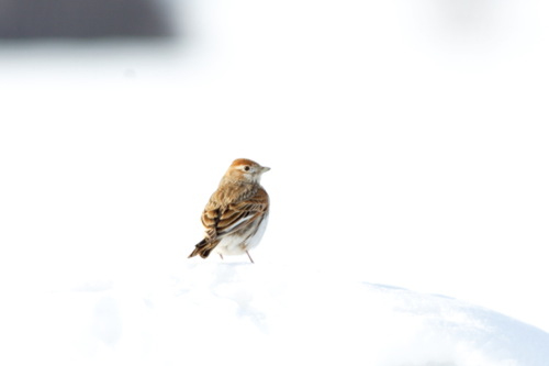 White-winged Lark (Alauda leucoptera), photo 10