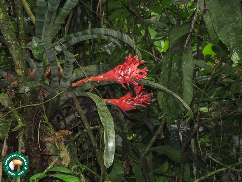 Billbergia pyramidalis