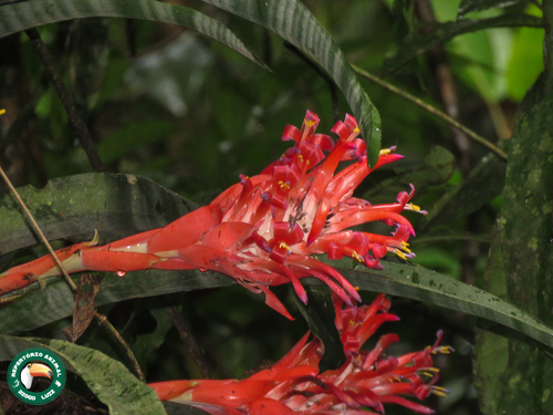 Billbergia pyramidalis