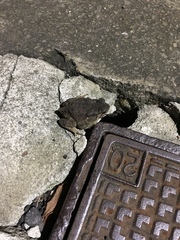 Duttaphrynus melanostictus