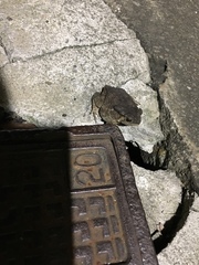 Duttaphrynus melanostictus