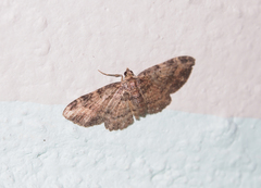 Pseudocollix hyperythra